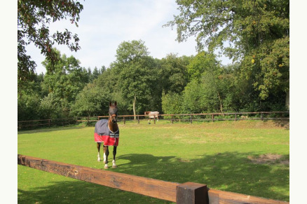 Vakantiehuisje aan de rand van het bos VMP005